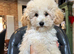 4 BEAUTIFUL MINIATURE POODLE BOYS
