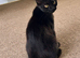British shorthair kitten black