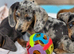 Beautiful dachshunds 3 left