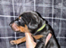 RKC Dobermans