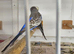 Budgies