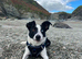 4 year old border collie