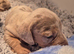 Dachshund puppies