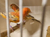 Stunning Pair topaz canaries