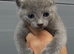 Pure Russian Blue kitten boy looking new home