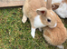 Rex cross rabbits