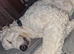 3 year old labradoodle