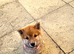Exceptional puppis arę waiting for their news home