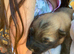 Male KC Registered German Shepherd Puppy Available