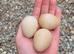 Hatching Guinea Fowl eggs