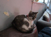 3 beautiful kitten