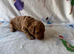 Miniature Labradoodle