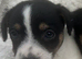 Stunning litter of traditional jackrussel pups