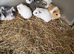 Baby Guinea pigs available now