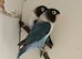 2 pair of lovebirds