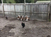 POL Indian Runner Ducks