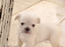 French Bulldog Puppies &ndash; Raised with Love, Bred with Care
