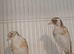 Siberian pied & chev goldfinches.