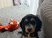 1 Girl and 1 Boy left Show Cocker Spaniel Puppies