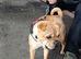 Frenchie pei french bulldog cross sharpei