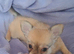 Long coat chihuahua males Ready to leave now