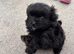 Pomeranian X Maltese