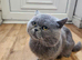 British Shorthair For Sale