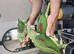 Alexandrine parrot