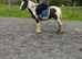 Minnie 12hh kids pony