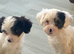 Lhasa apso cross puppies