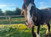 11.1hh cob family pony