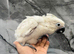 Hand Rearing Baby Friendly Super Tame Cuddly Umbrella Cockatoo Parrot,26
