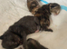 Lovely Kittens Looking for Loving Homes ️