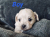 Shipooh puppies