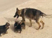 German Shepherd cute Puppies