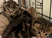 4 British Shorthair kittens
