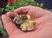 BABY MIXED COLOUR QUAIL CHICKS AVAILABLE