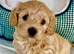 F1 Maltipoo Puppies Extensively DNA Lab Tested Parents