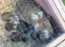 Lovely bunnys