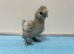 Beautiful Bantam Silkie Chicks