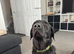 Gorgeous 13-Month-Old Male Labrador Retriever for Sale