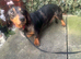 Dachshund