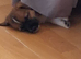 Jack Russell