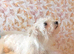 12 month old Bichon