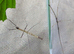 Cat Tien Stick Insect Eggs (Lobofemora Scheirei) Approx. 5-10