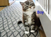 Maine coon kittens available