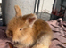 Angora buns