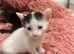 Kittens