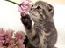 Scottish fold kittens