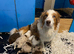 Pure border collie puppies